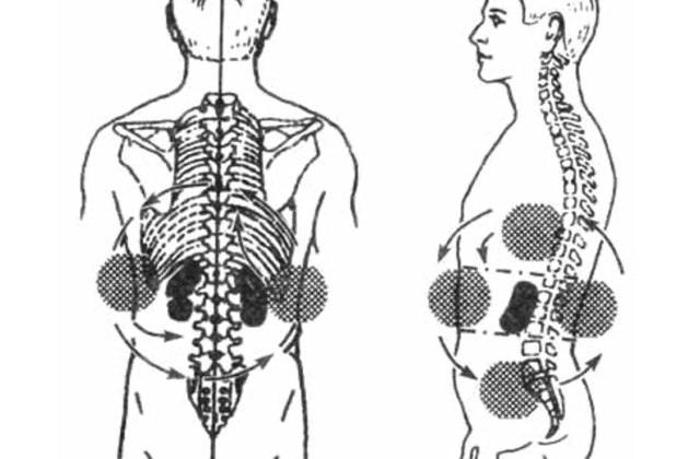 3. Репродуктивна система ➡️